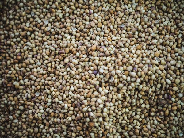 Wooden spoon filled with coriander seeds