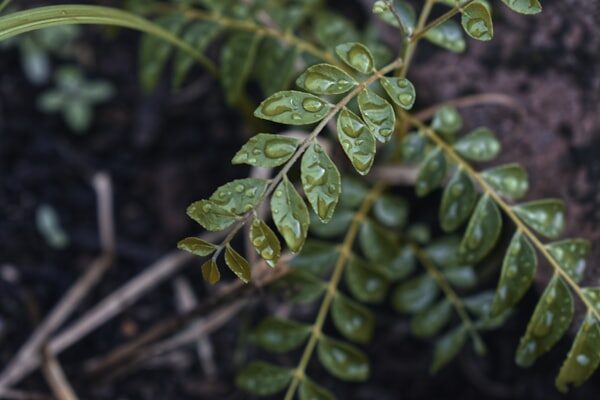 Fresh curry leaf plant close up with water drops